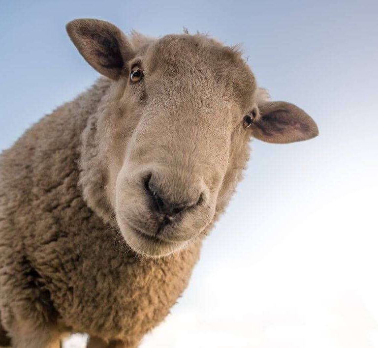 negative-space-curious-sheep-blue-sky-closeup-skitterphoto-thumb-1